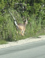 Florida Keys Key Deer Weißwedelhirsch
