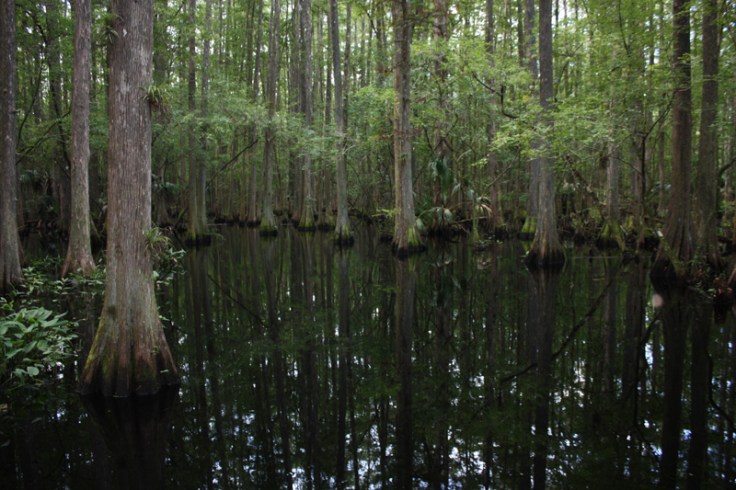 Florida Highlands Hammock Sumpfzypressen