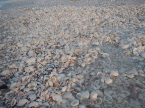 Florida Sanibel Island Muscheln