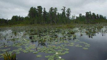 Georgia Okefenokee Sümpfe