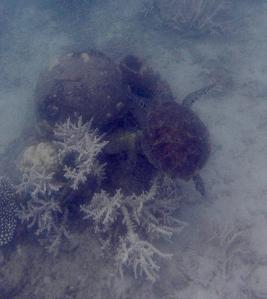 Frankland Island Schildkröte