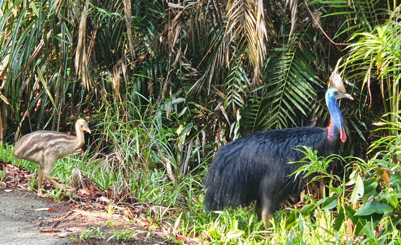 Cape Tribulation Kasuar mit Küken