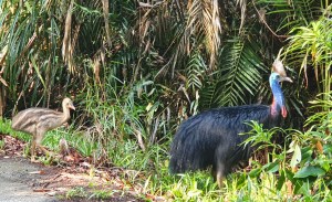 Cape Tribulation Kasuar mit Küken