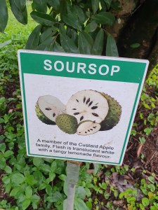 Cape Tribulation Daintree Icecream