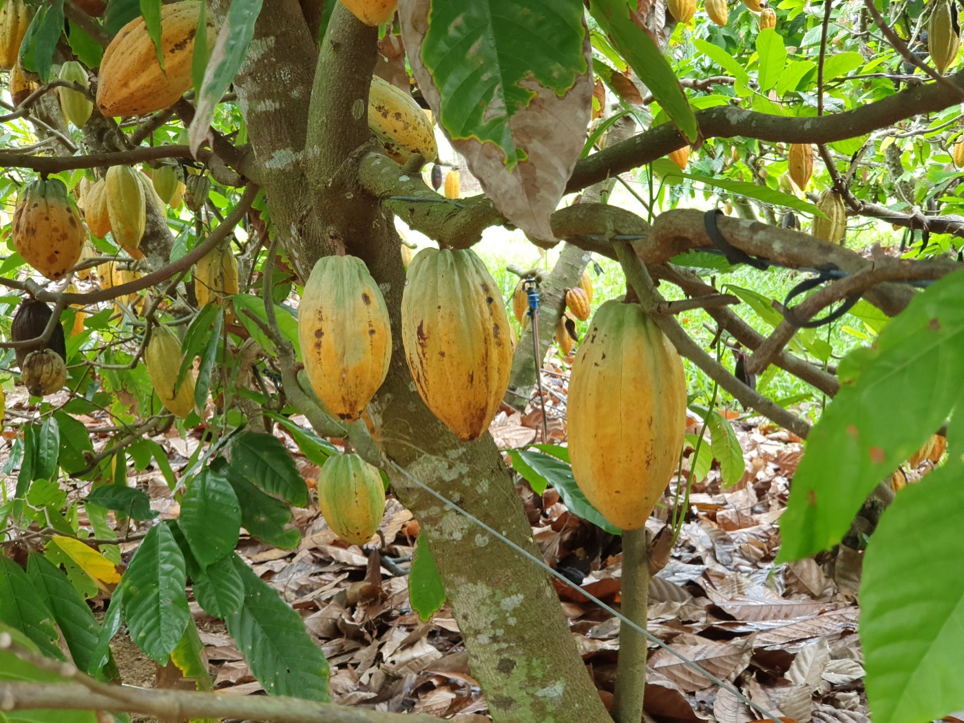 Mission Beach Charleys Chocolate