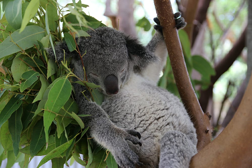 Magnetic Island Koala