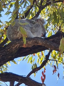 Magnetic Island Wanderung zum Fort Koala