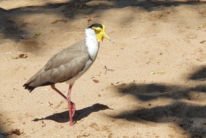 Magnetic Island Maskenkiebitz