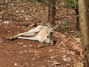 Känguru Cooberie Park Yeppoon