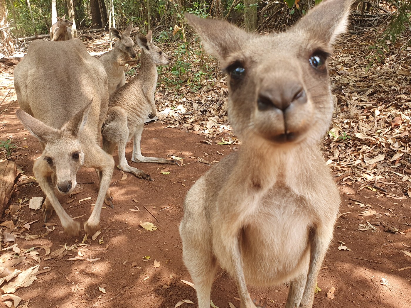 Känguru Cooberie Park Yeppoon