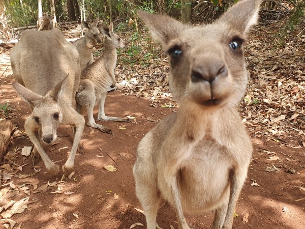 Känguru Cooberie Park Yeppoon