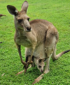 Känguru mit Joey Cooberie Park Yeppoon
