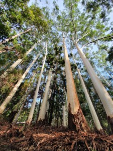Fraser Island Central Station WAlk