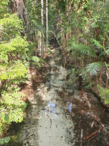 Fraser Island Central Station WAlk