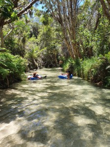 Fraser Island Eli Creek