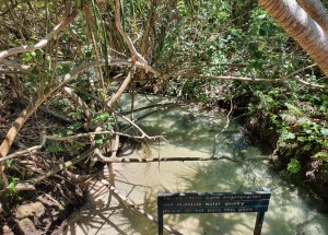 Fraser Island Eli Creek