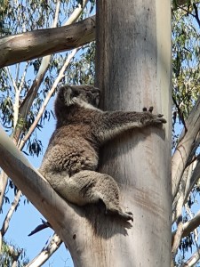 Tower Hill Reserve Koala