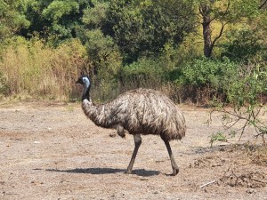 Tower Hill Reserve: Emu