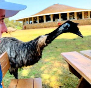 Tower Hill Reserve Emu