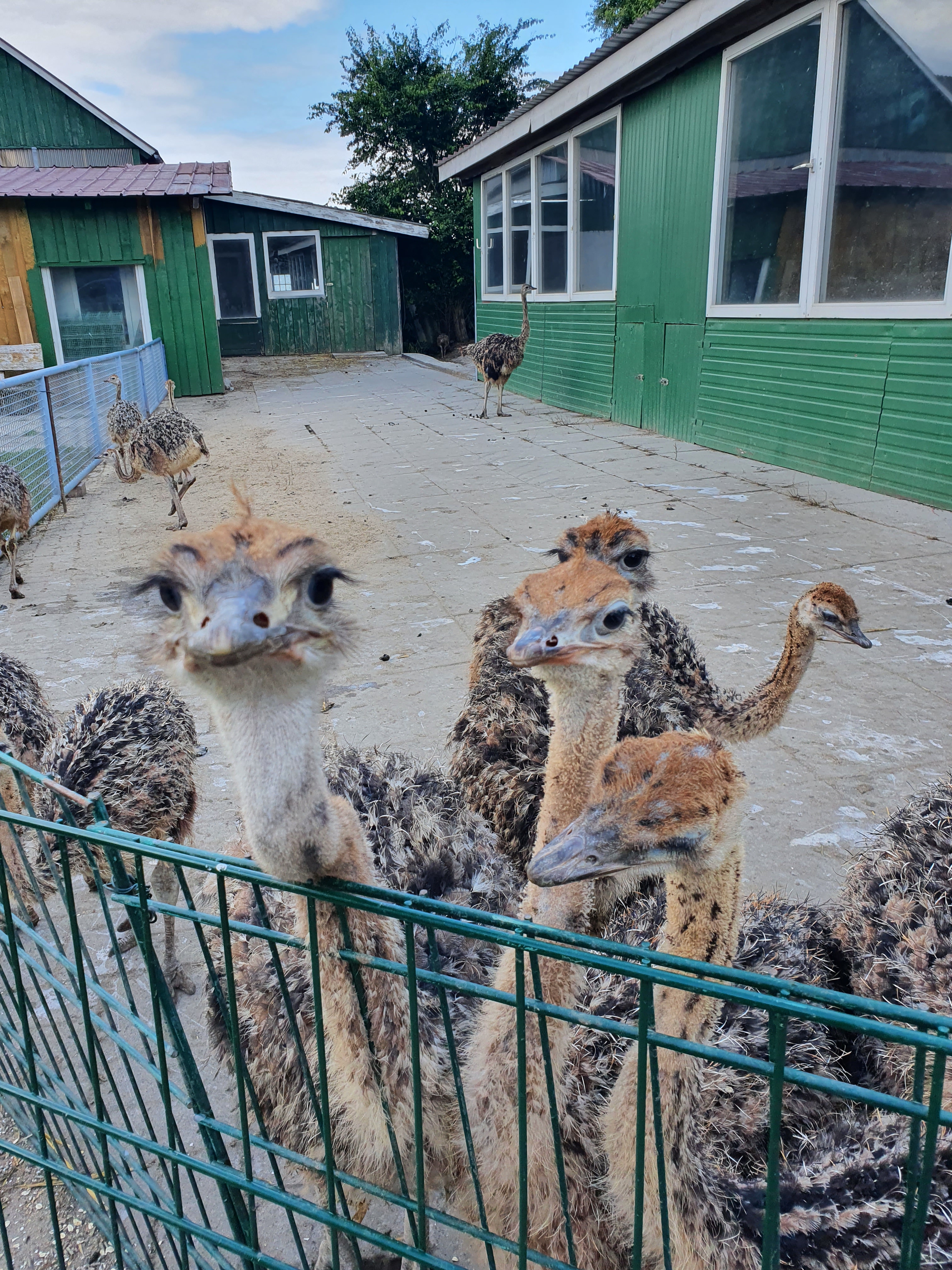 Straußenfarm Ostseeblick