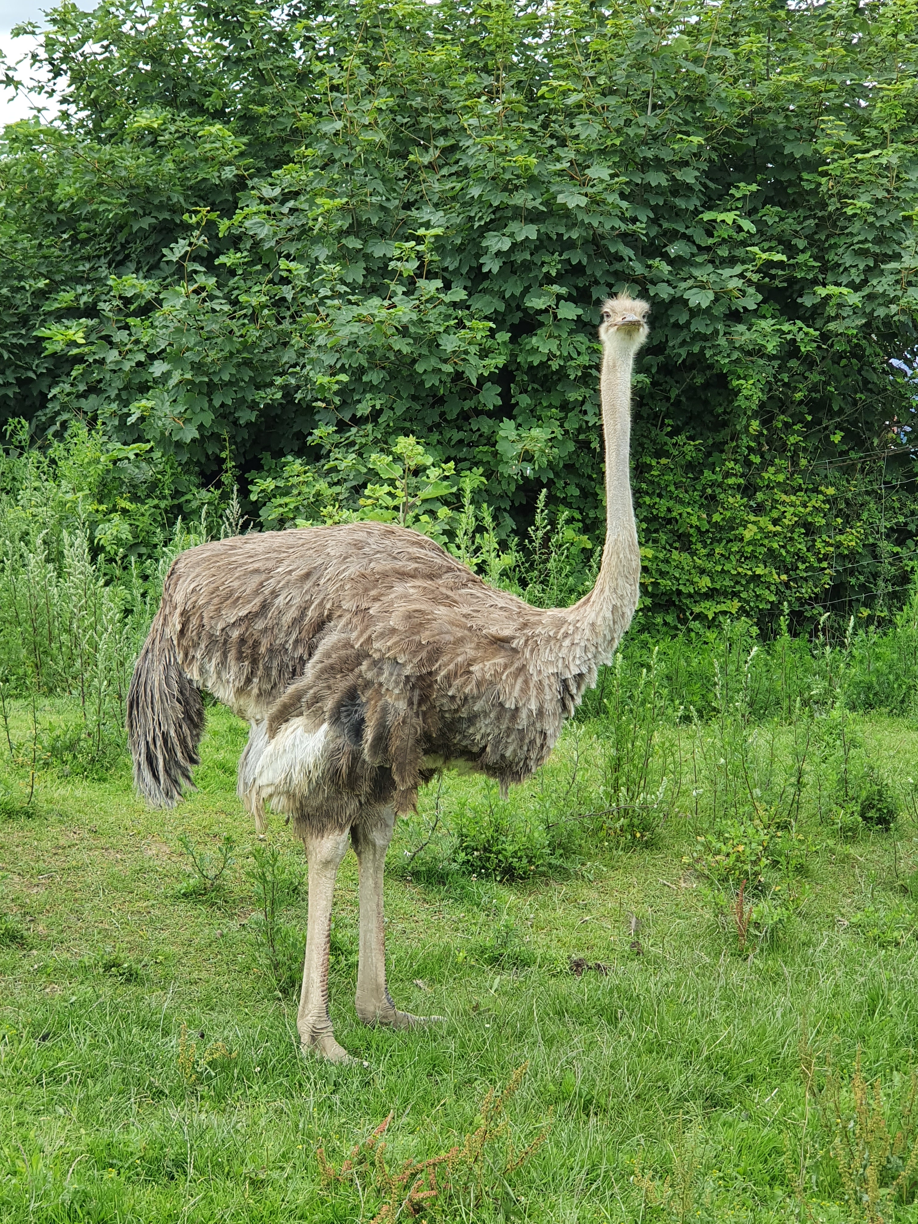 Straußenfarm Ostseeblick