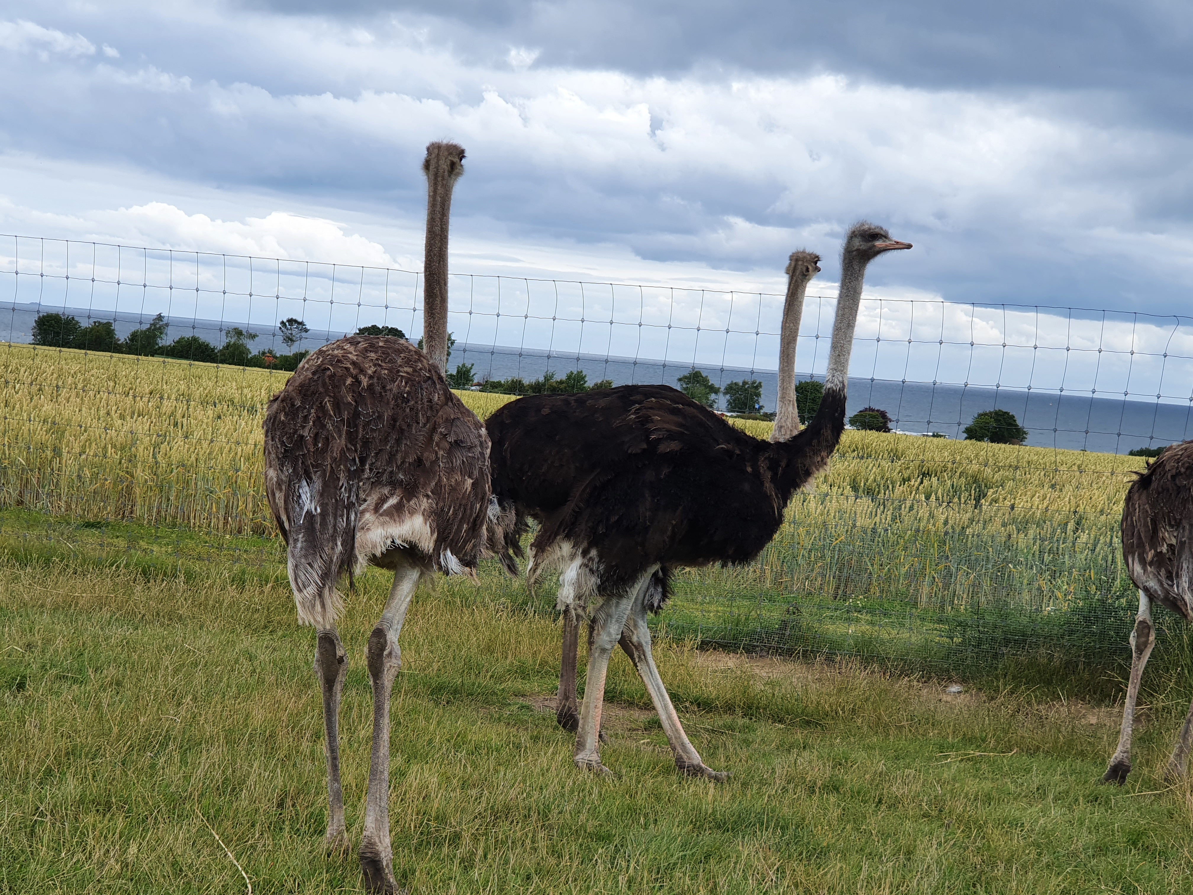 Straußenfarm Ostseeblick