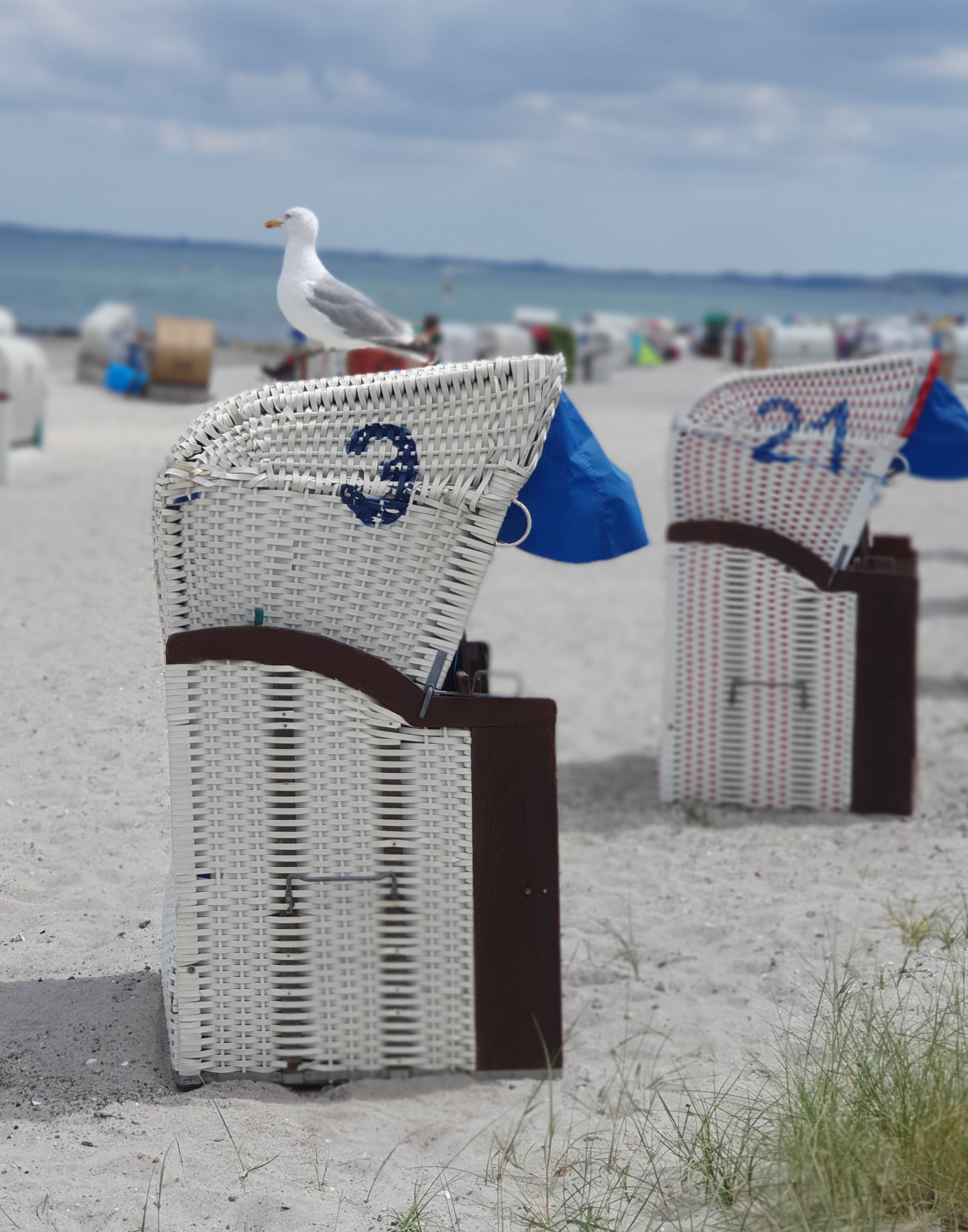 Hohwacht Strand Möwe