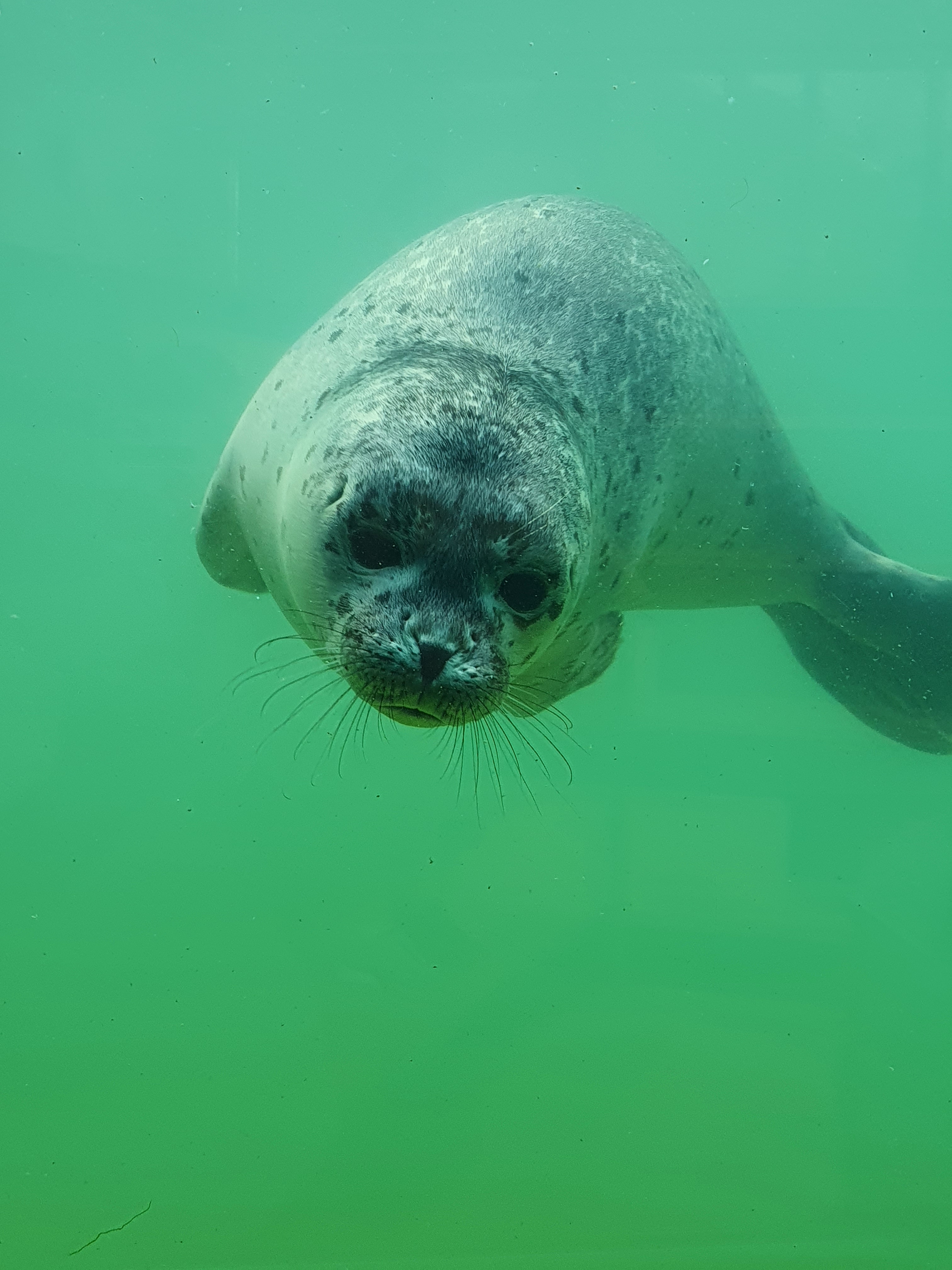 Norddeich Seehundstation