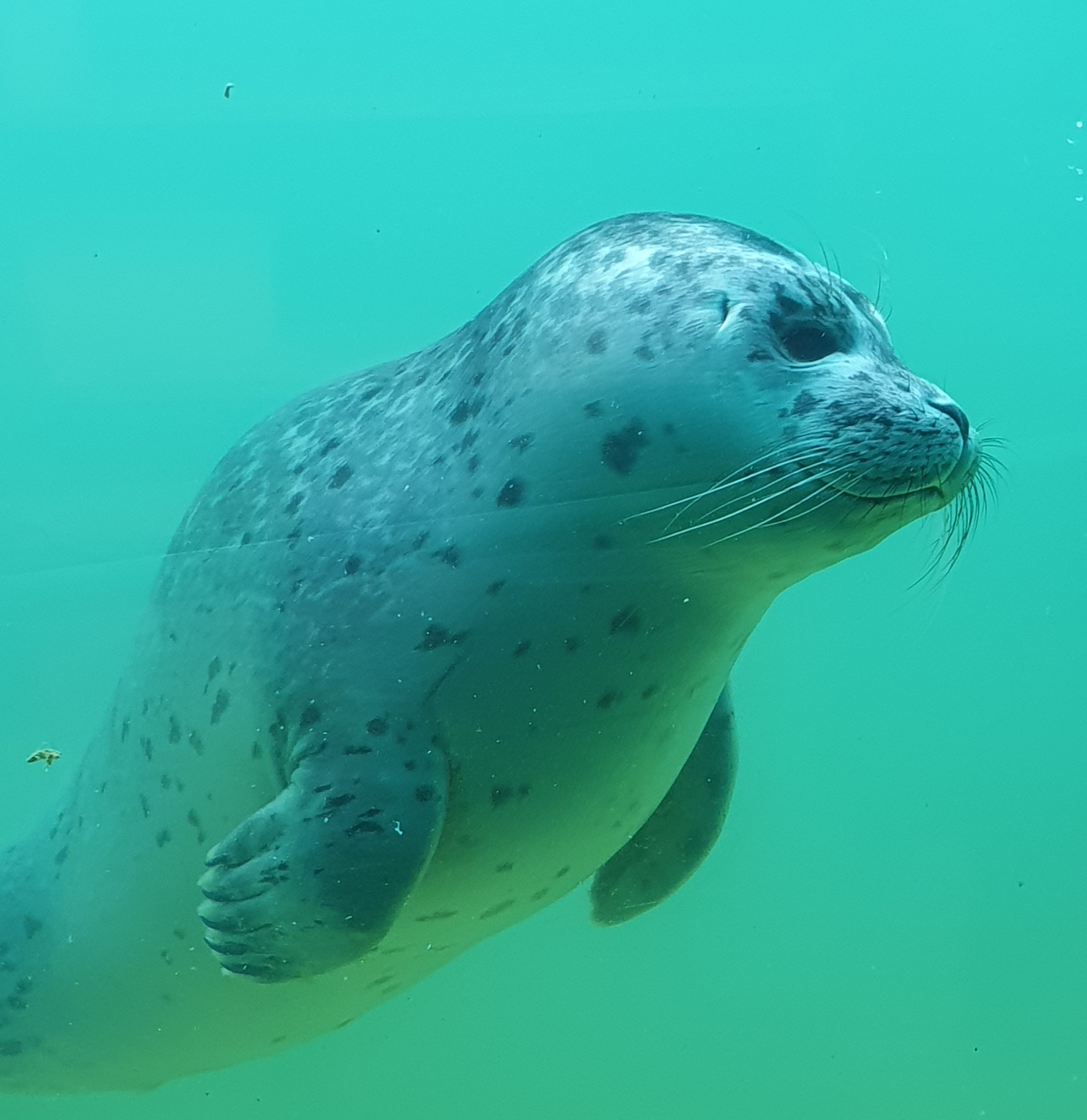 Norddeich Seehundstation