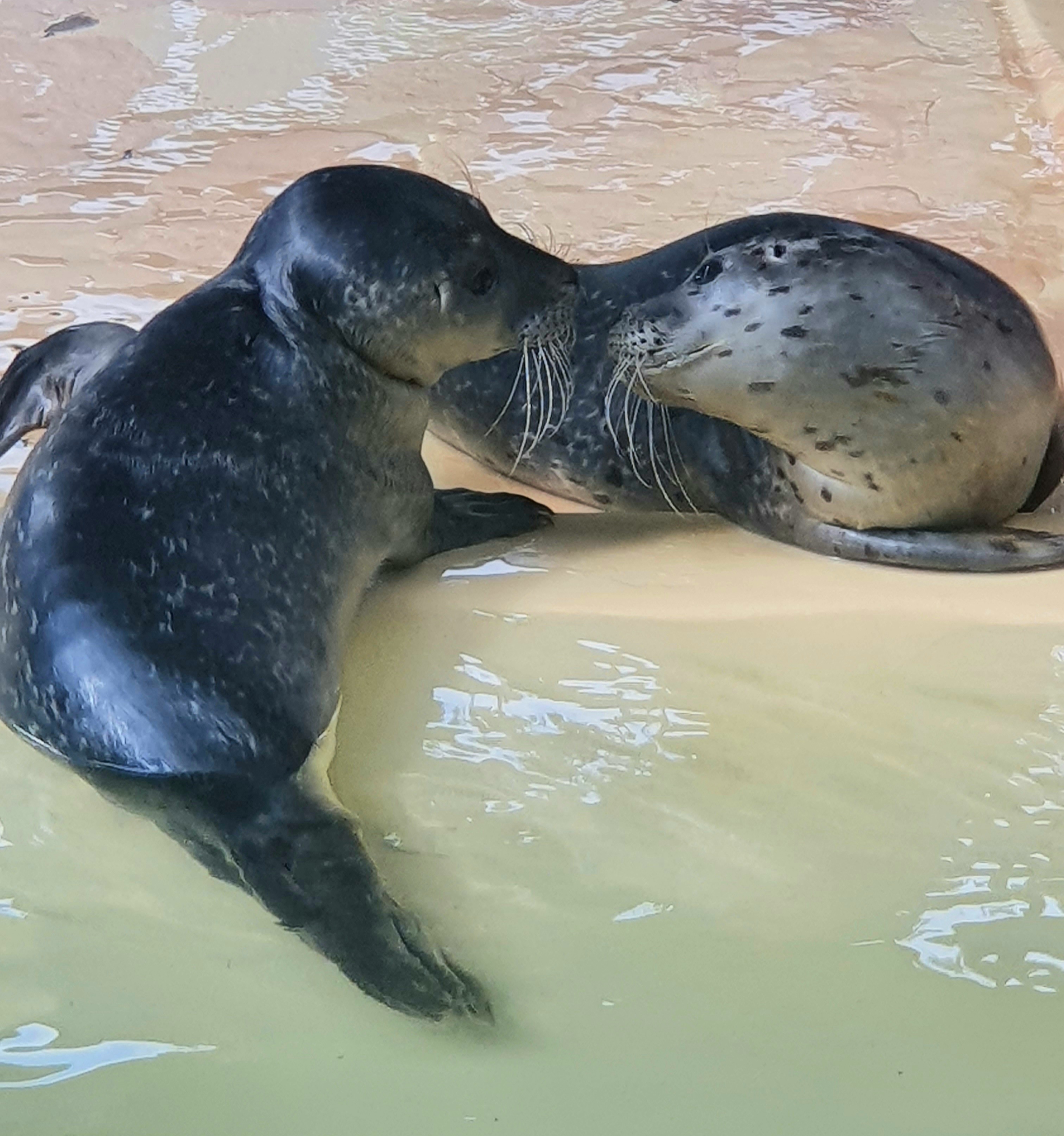 Seehundstation Norddeich