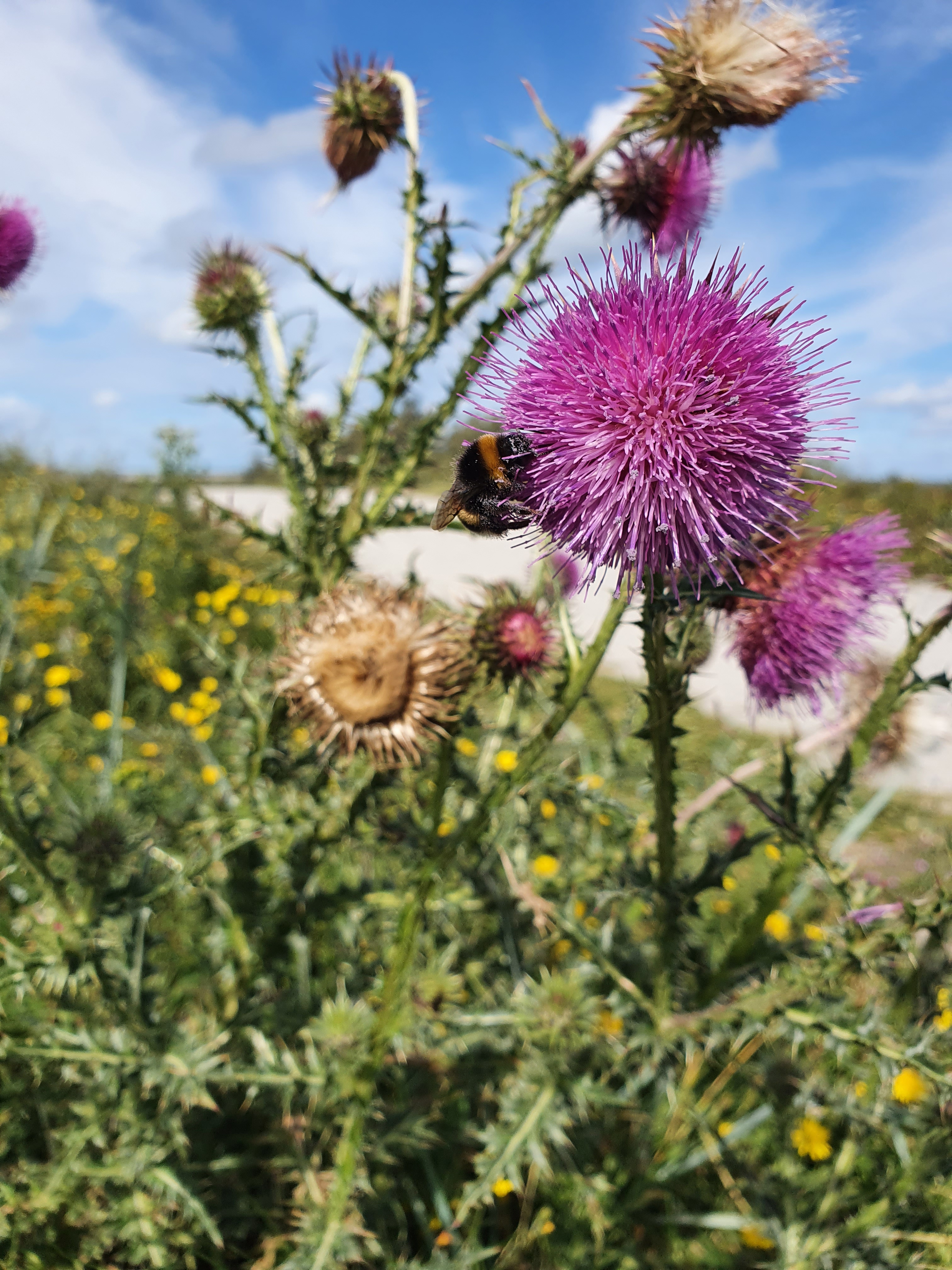 Schiermonnikoog Disteln
