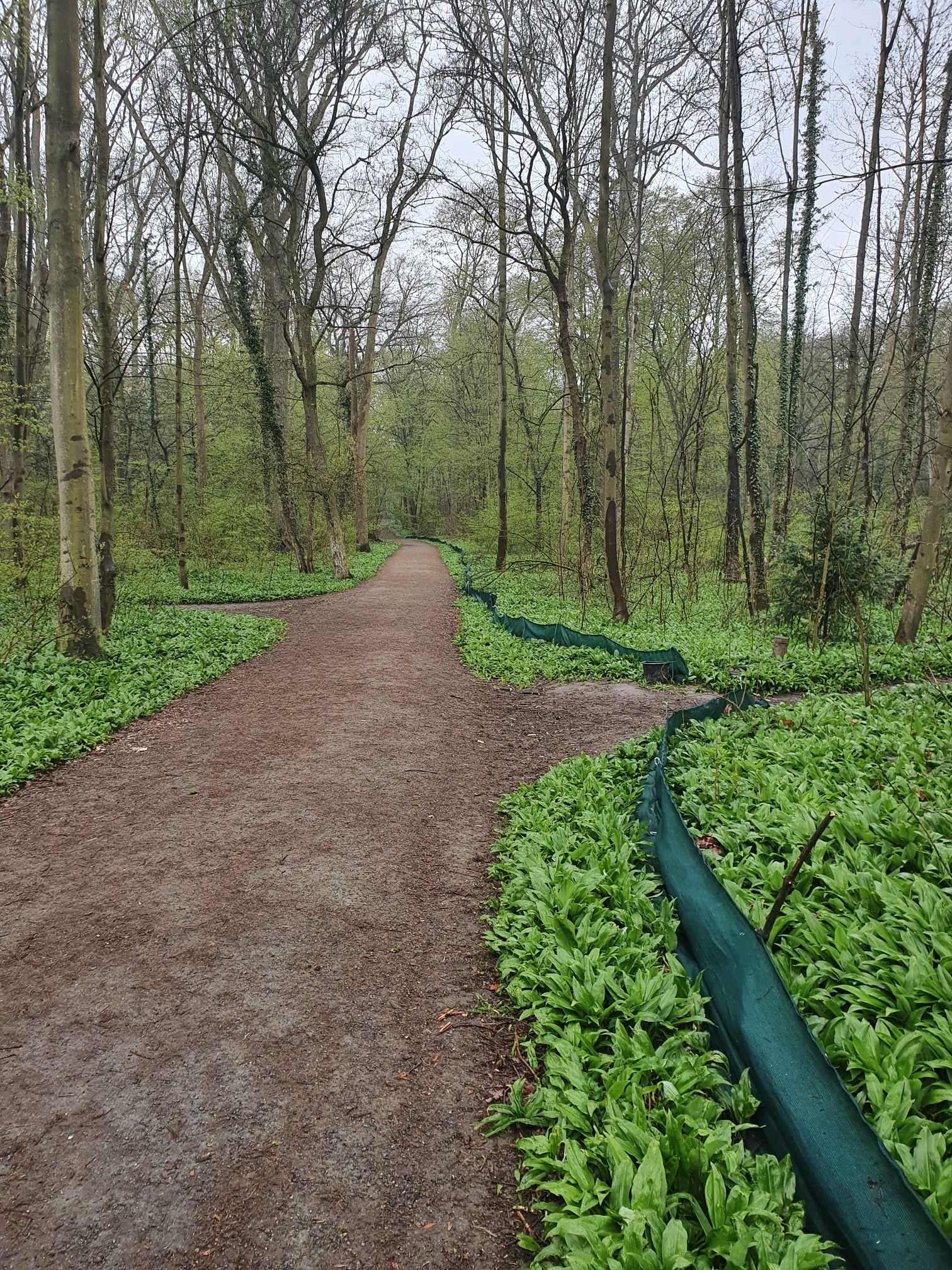 Frankfurter Niedwald mit Bärlauch und Krötenzaun