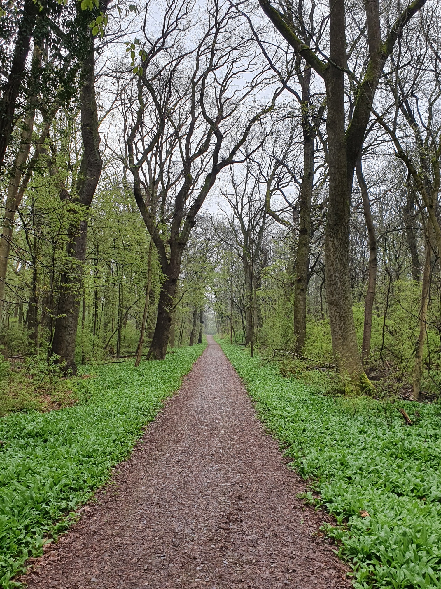Frankfurter Niedwald mit Bärlauch