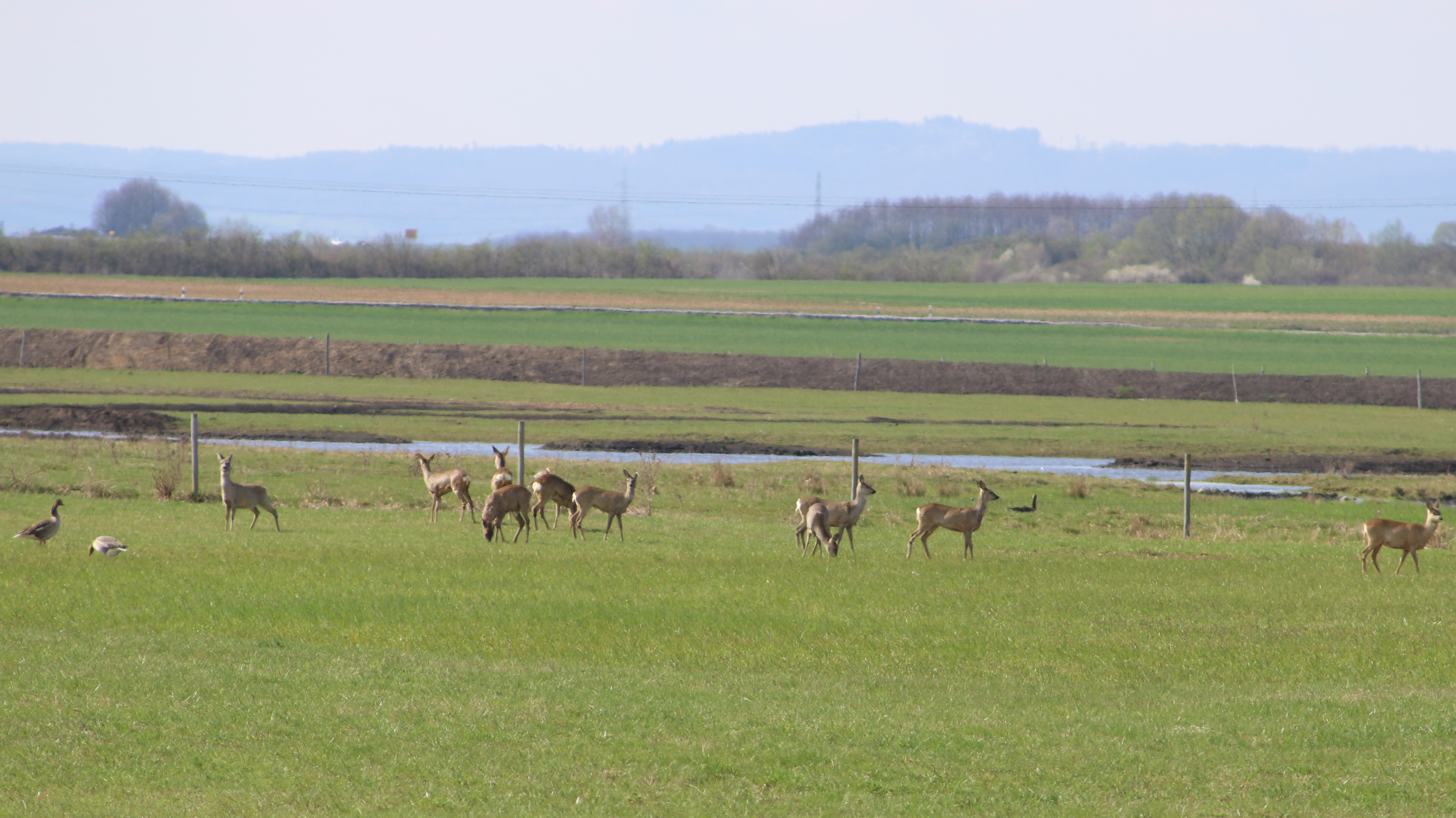 Bingenheimer Ried Rehe