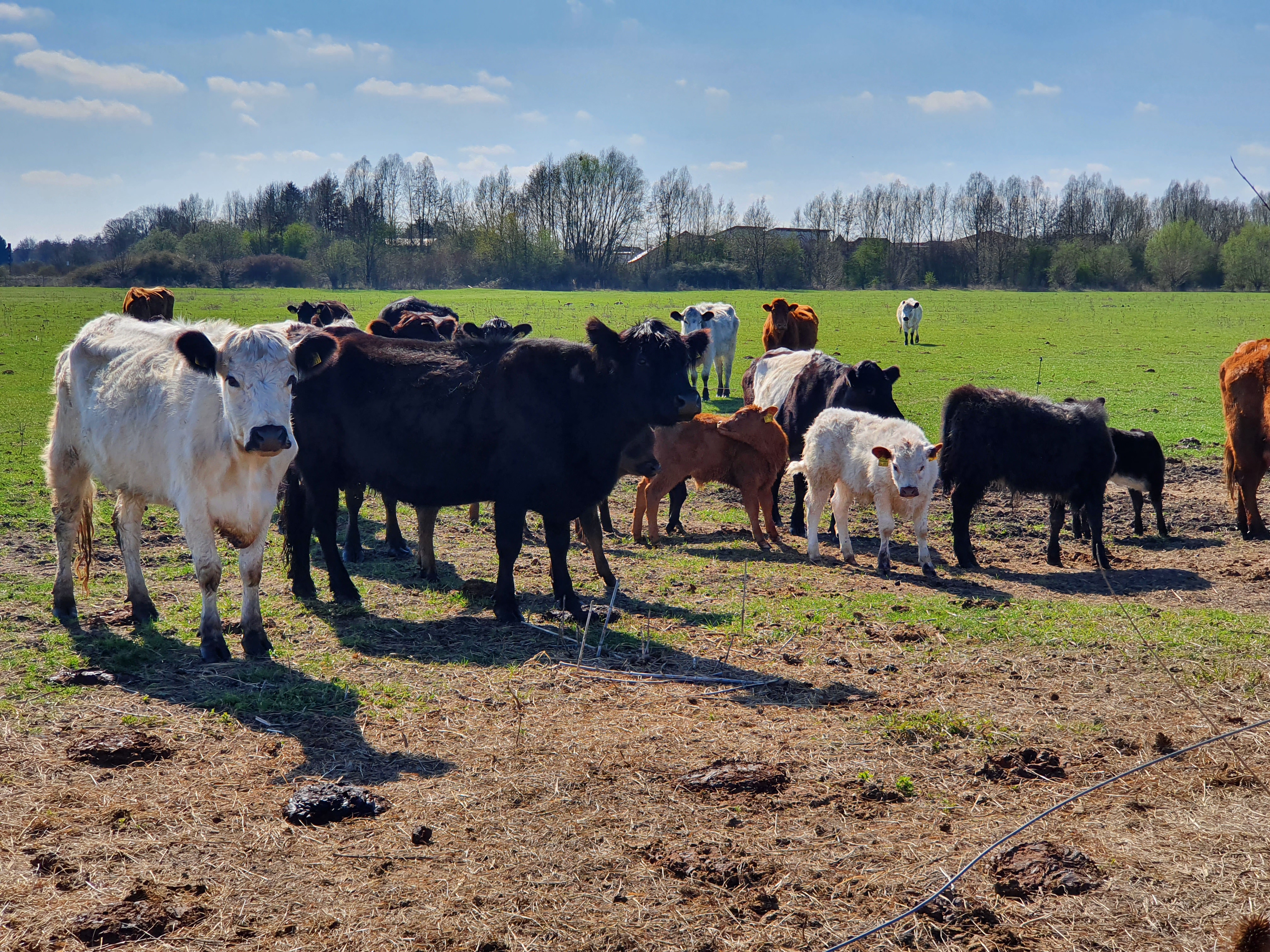 Bingenheimer Ried Galloways