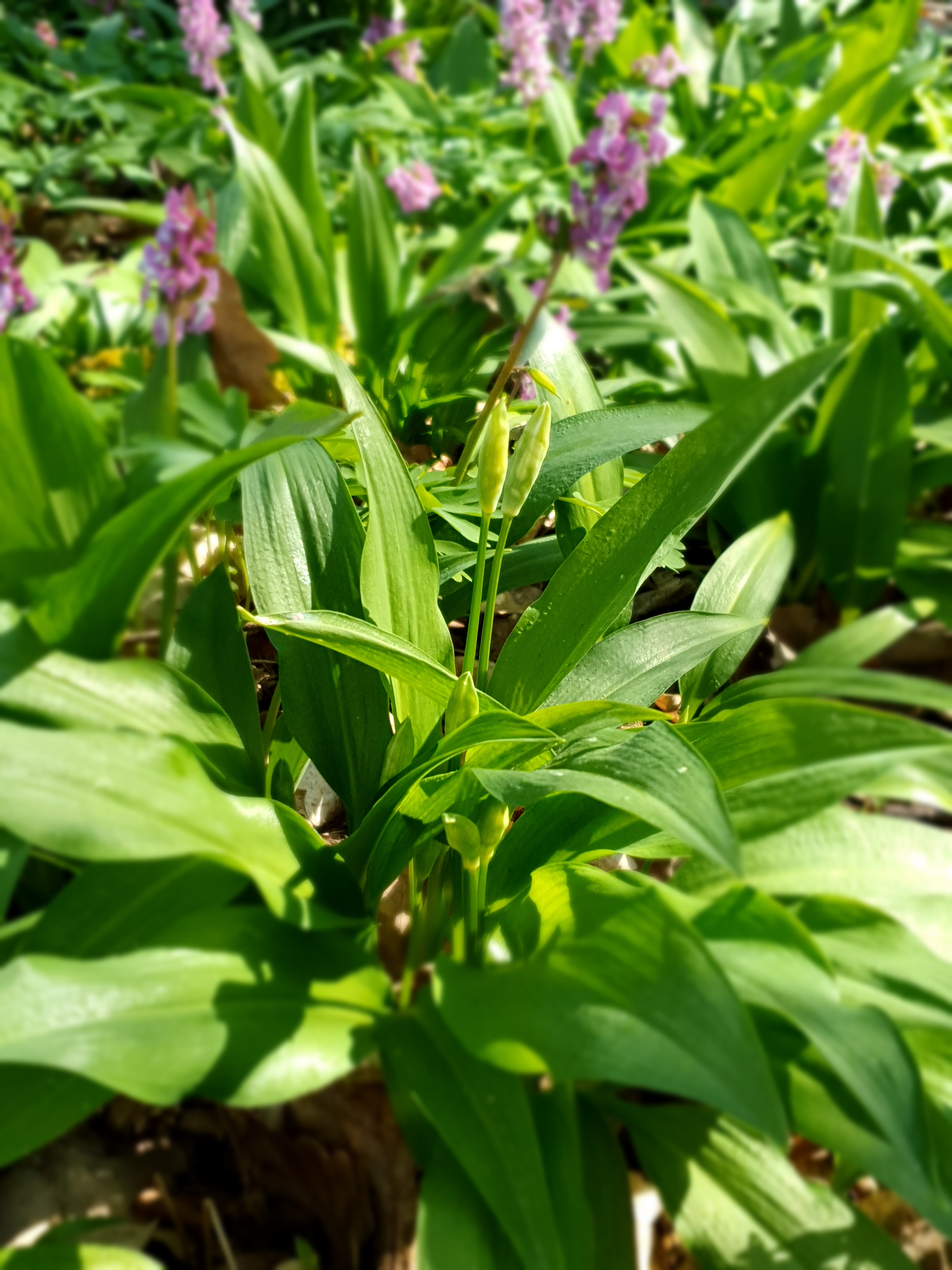 Niedwald Bärlauch mit Lerchensporn