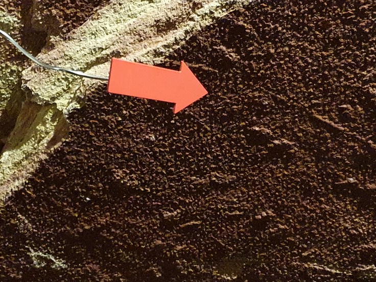 Homburg Schlossberghöhlen Echsenspuren