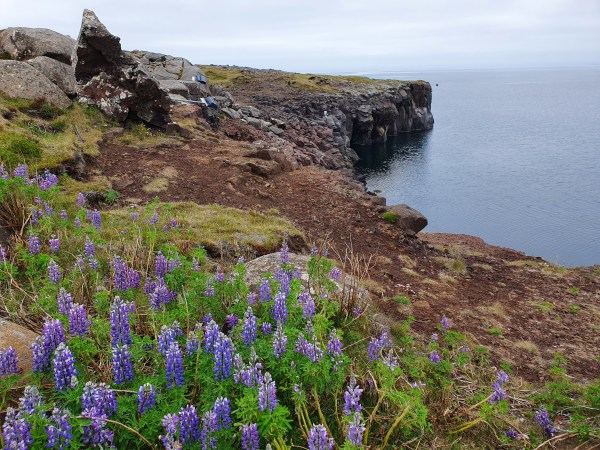 Keflavik Weg an den Klippen mit Lupinen