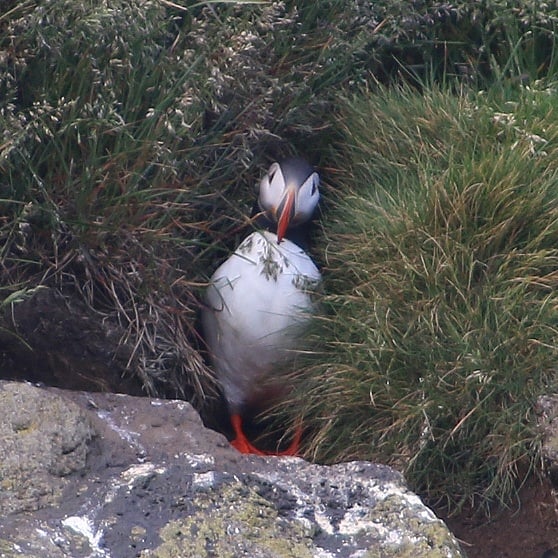 Island Papageitaucher am Dyrolahey