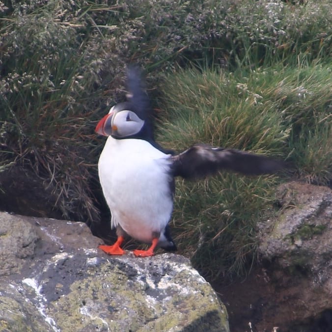 Island Papageitaucher am Dyrolahey