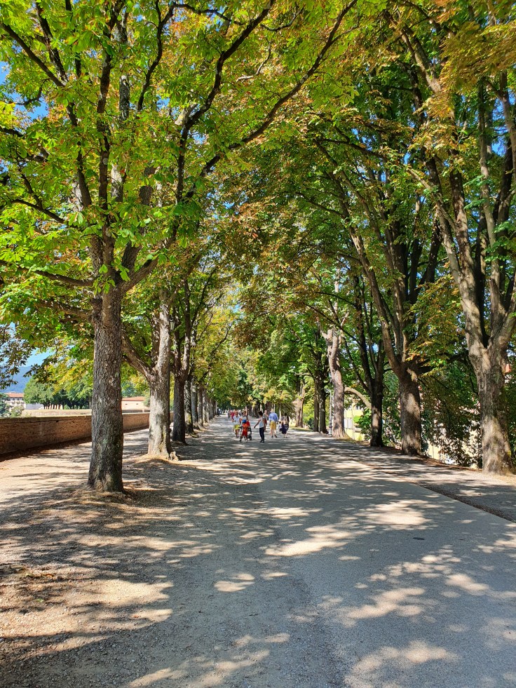 Lucca auf der Stadtmauer mit Baumallee