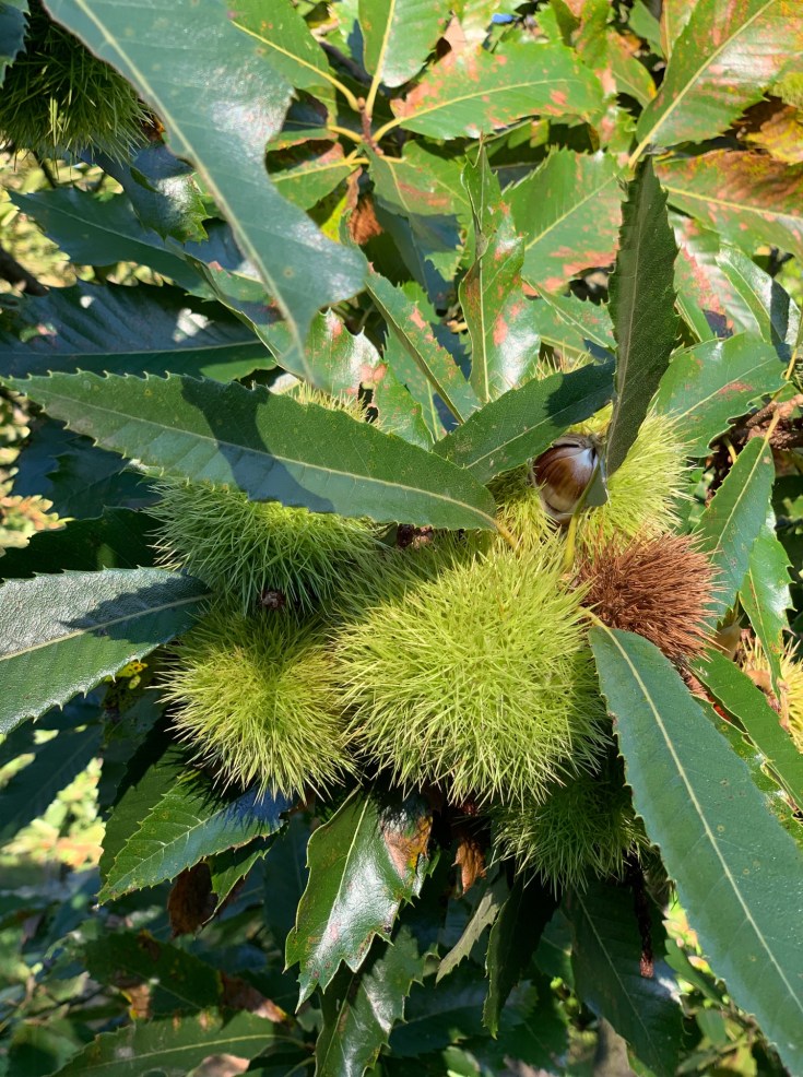 Edelkastanie Maronen Königstein Mammolshain