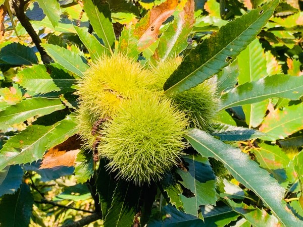 Edelkastanie Maronen Königstein Mammolshain