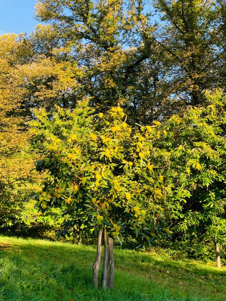 Edelkastanie Maronen Königstein Mammolshain