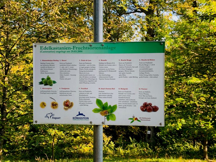 Edelkastanie Maronen Königstein Mammolshain Infotafel