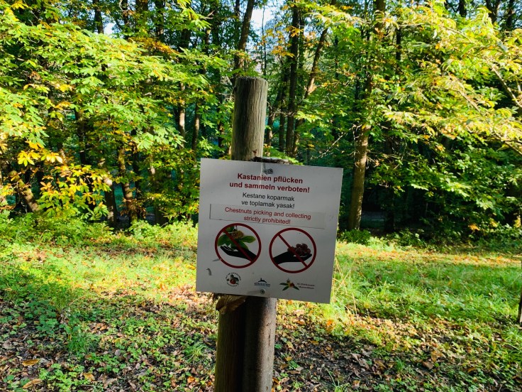 Edelkastanie Maronen Königstein Mammolshain Infotafel Pflücken verboten