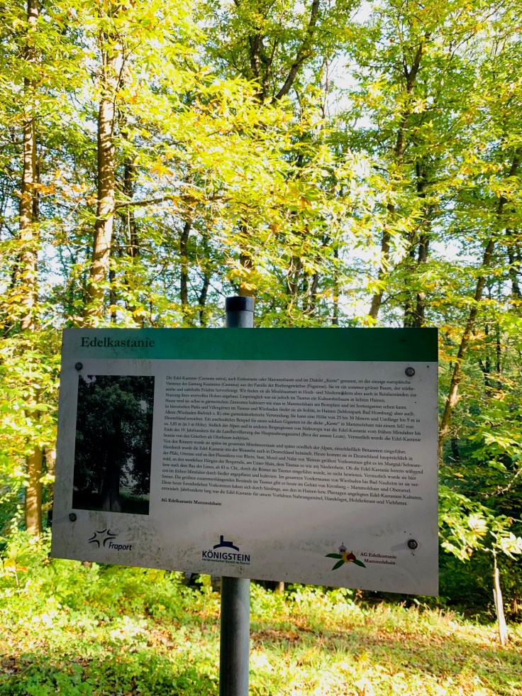 Edelkastanie Maronen Königstein Mammolshain Infotafel