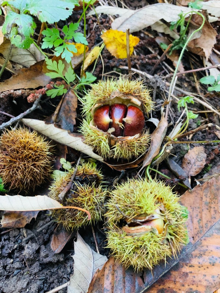 Edelkastanie Maronen Königstein Mammolshain