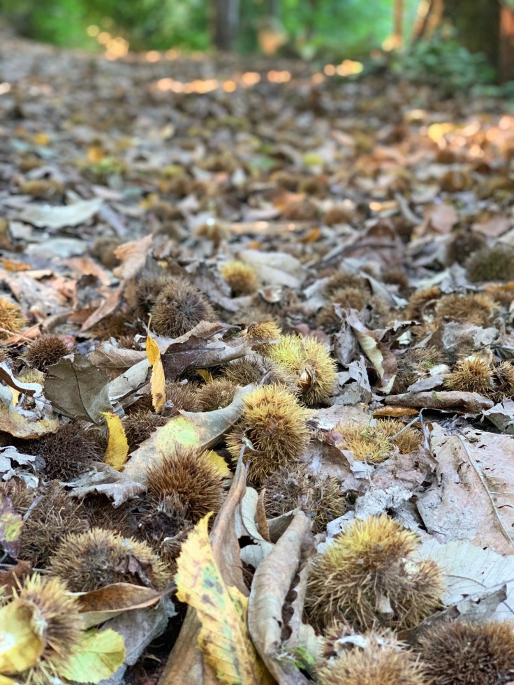 Edelkastanie Maronen Königstein Mammolshain