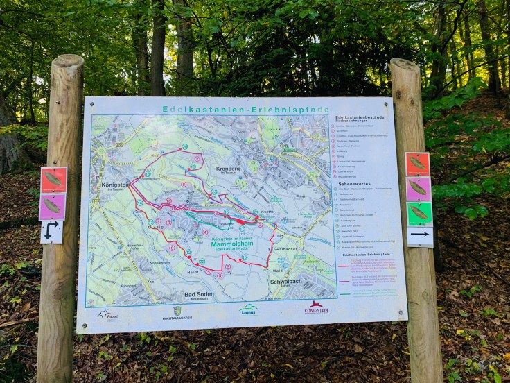 Edelkastanie Maronen Königstein Mammolshain Infotafel